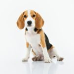 www.totoandpesho.com puppy insurance