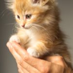 www.totoandpesho.com orange kitten