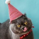 www.totoandpesho.com party cat